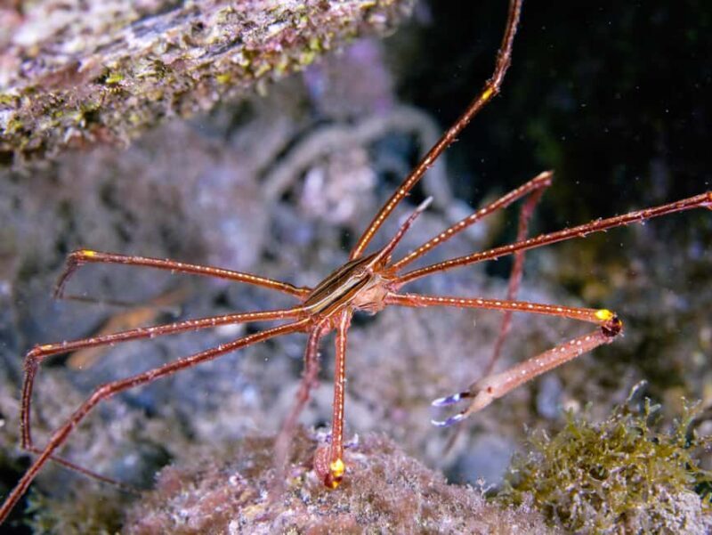 Madeira: Full-Day Dive Pack - An In-Depth Look at the Madeira Full-Day Dive Pack