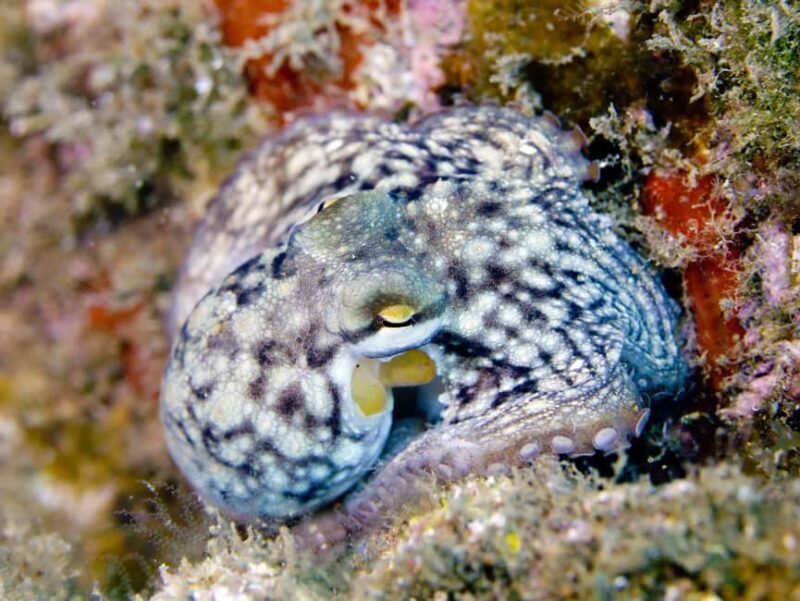 Madeira: Full-Day Dive Pack - Who Should Consider This Tour?