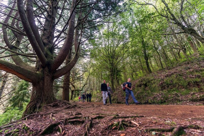 Madeira: Full-Day Laurel Forest Guided Walking Tour - What to Expect on the Trail