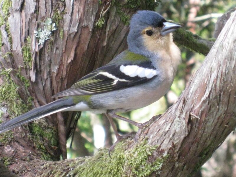 Madeira: Guided Full-Day Rabaçal Walk - What to Expect from the Experience