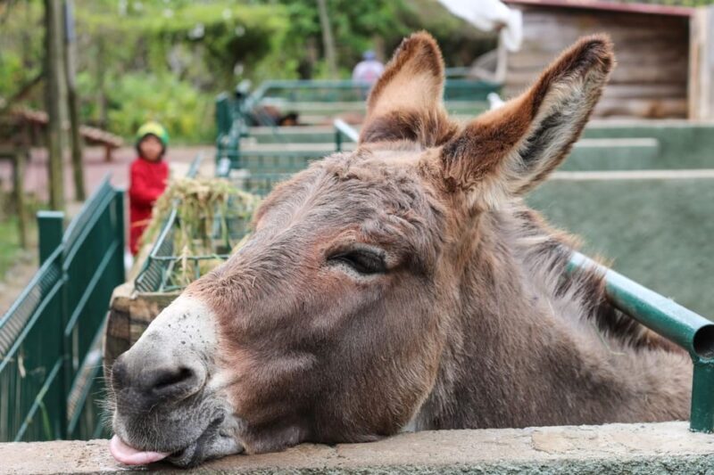 Madeira: Late Southwest Tour with Beach Time - An In-Depth Look at the Madeira Southwest Tour