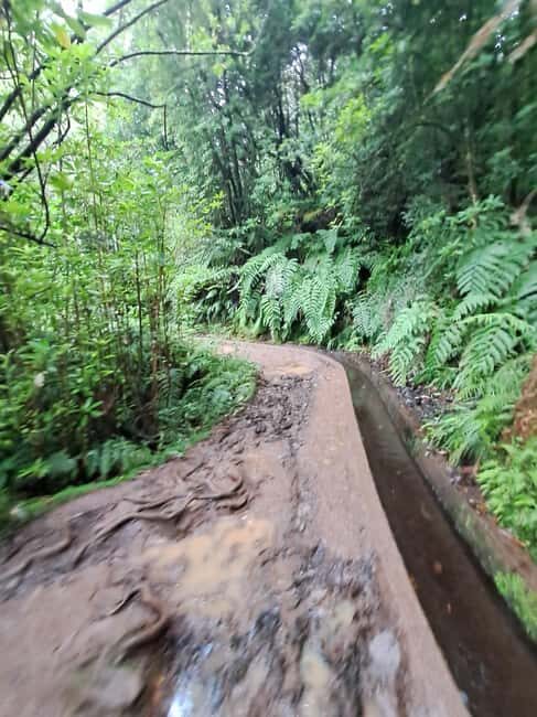 Madeira: Levada do Rei Guided Hike with Hotel Pickup - The Trail and Its Highlights