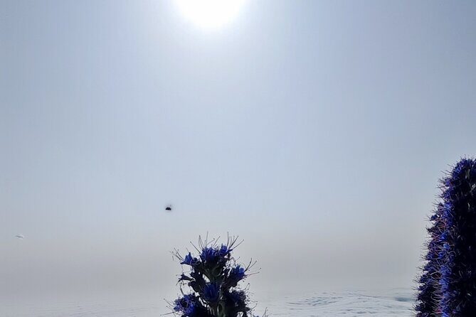 Madeira "Mystery Tour" - Half Day Private 4x4 Jeep - Key Points