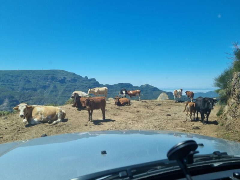 Madeira: Picturesque Peaks and Skywalk private 4x4 Jeep tour - Madeira: Picturesque Peaks and Skywalk Private 4x4 Jeep Tour – A Deep Dive