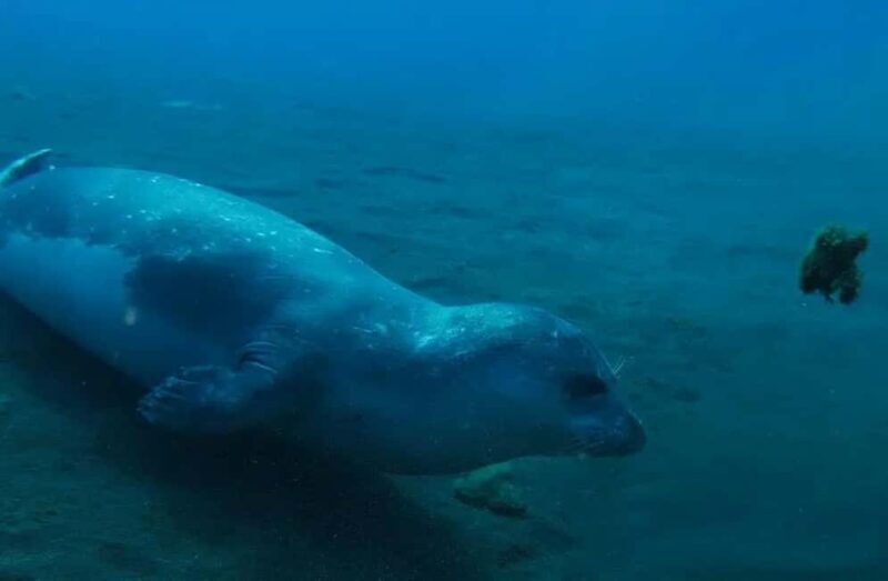 Madeira: Ponta de São Lourenço Shore Dive (certified divers) - Key Points