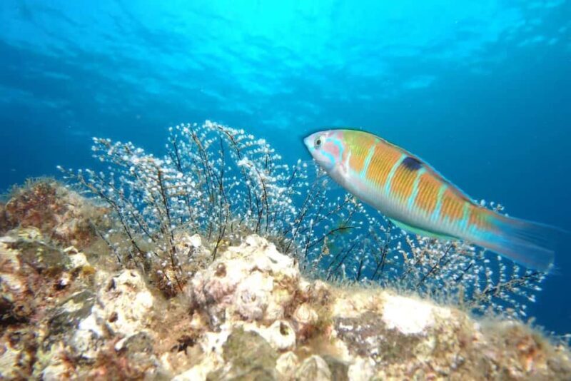 Madeira: Ponta de São Lourenço Shore Dive (certified divers) - The dive itinerary in detail