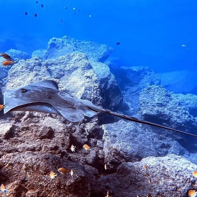 Madeira, Ponta São Lourenço: Scuba Diving for Beginners - Ready to Dive?