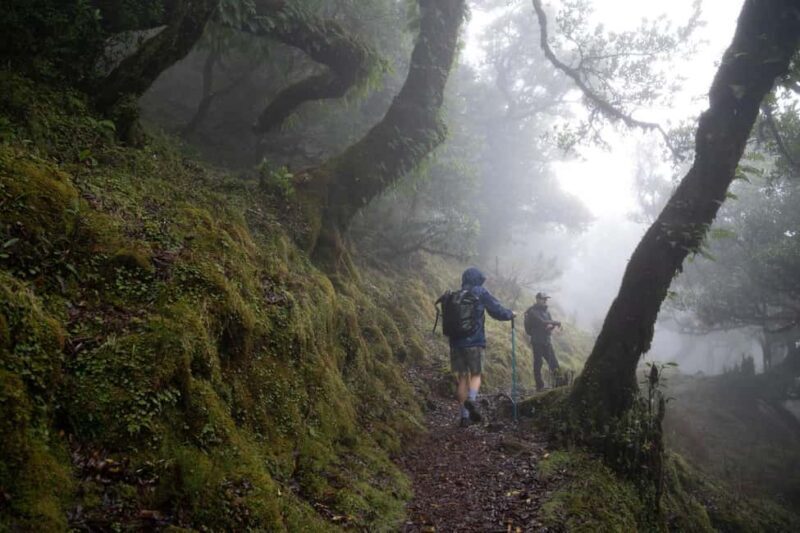 Madeira: PR 9 - Levada do Caldeirão Verde Hike Transfer - The Experience in Detail