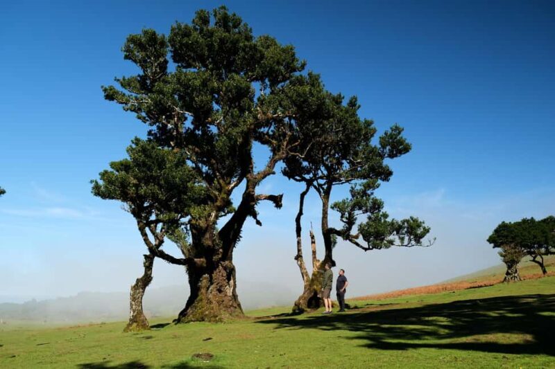 Madeira: PRIVATE 4x4 Jeep Tour - What to Expect on Your Madeira Private 4x4 Jeep Tour