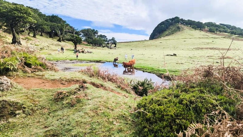 Madeira: Private 4x4 Nature Tour with Guide - The Sum Up