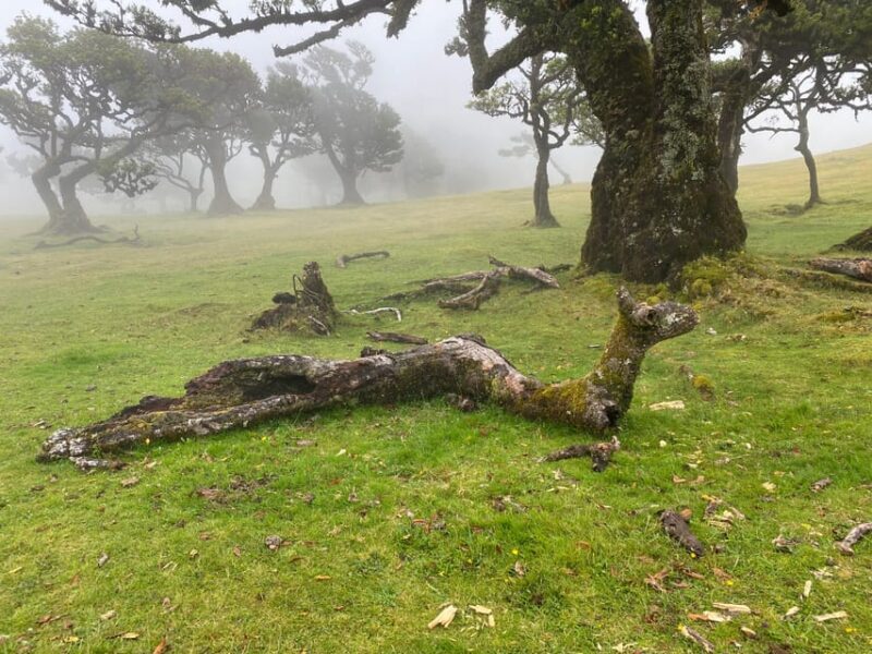 Madeira private 4x4 tour: North-West Coast - Key Points