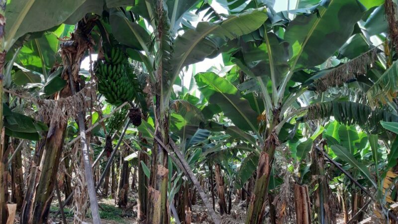 Madeira: Private Banana Farm Tour with Pickup - Why You Might Like This Tour
