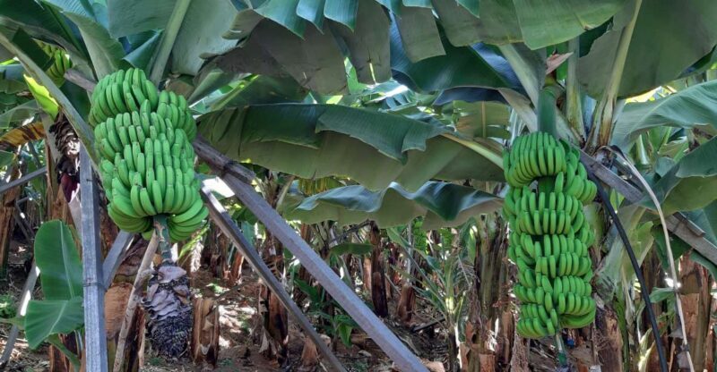 Madeira: Private Banana Farm Tour with Pickup - The Practical Side