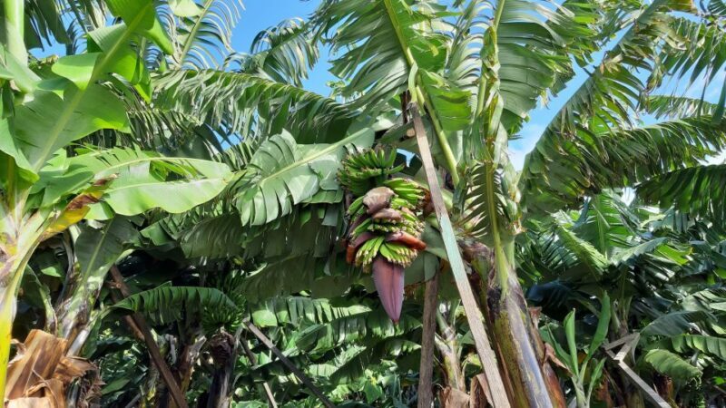 Madeira: Private Banana Farm Tour with Pickup - FAQs