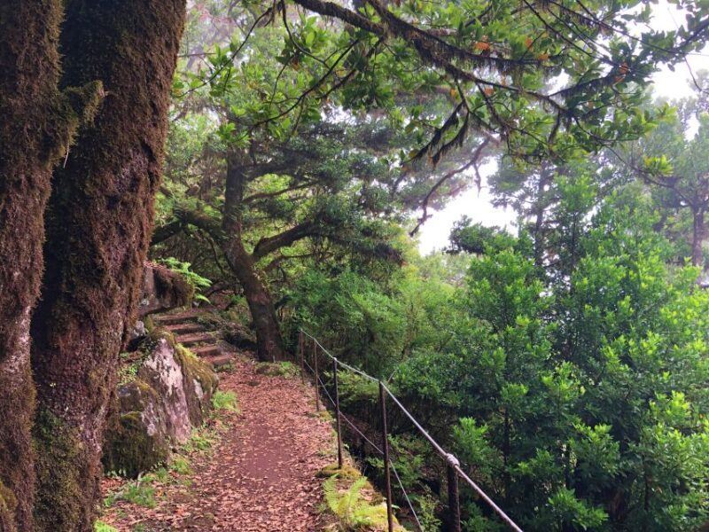 Madeira: Private Guided Vereda do Fanal Walk PR13 - Who Should Consider This Tour?