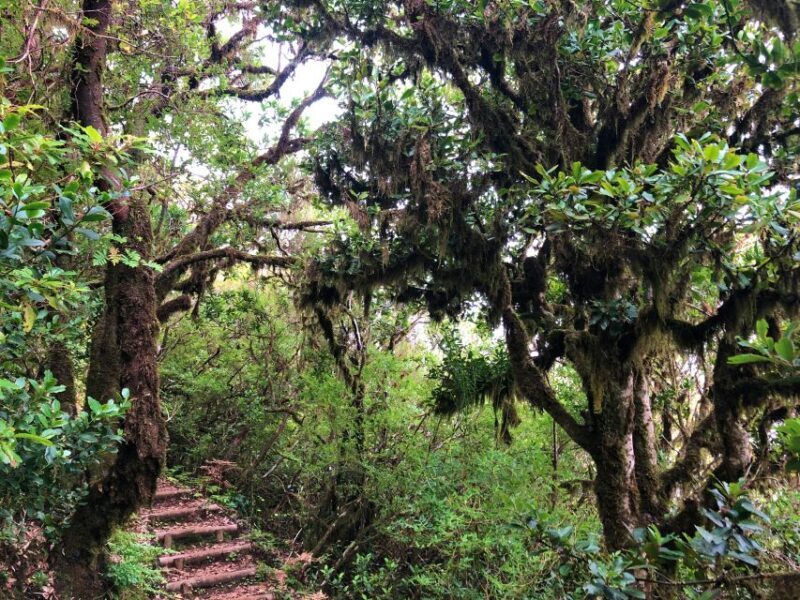 Madeira: Private Guided Vereda do Fanal Walk PR13 - The Sum Up