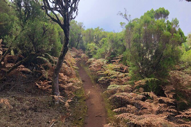 Madeira: Private Guided Walk Vereda Fanal PR13 - Who Would Enjoy This Tour?