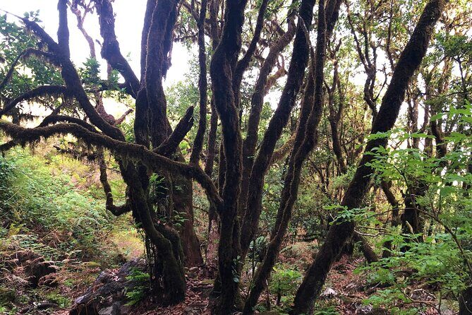 Madeira: Private Guided Walk Vereda Fanal PR13 - Final Thoughts