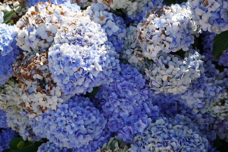 Madeira Private Premium Eco-Friendly Tour in Electric Car - The Route: What to Expect?