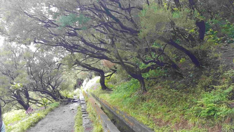 Madeira: Private Walking Tour of Levada das 25 Fontes PR6 - Final Thoughts
