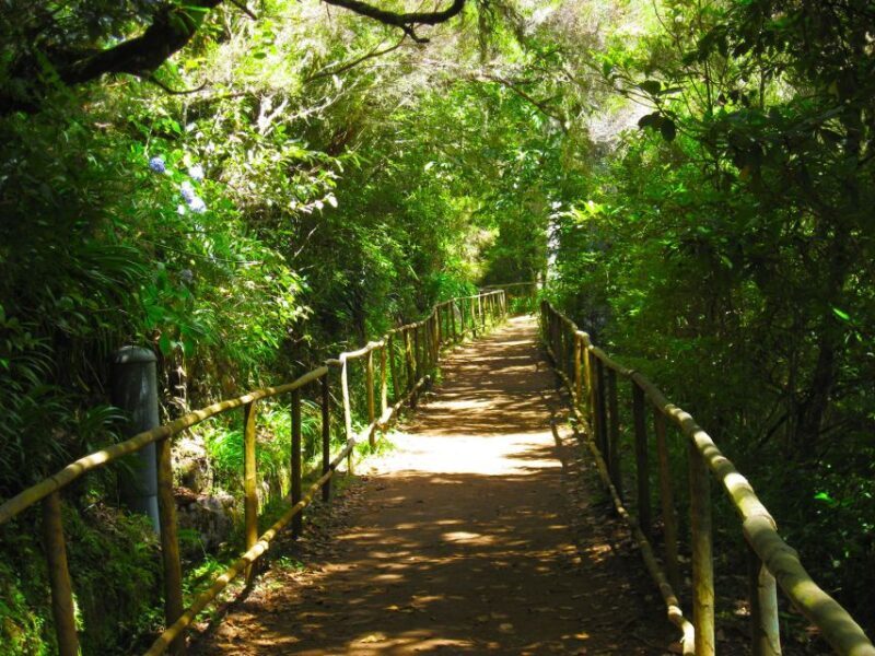 Madeira: Queimadas, Caldeirão Verde and Levada Walk - Who Is This Tour Best For?