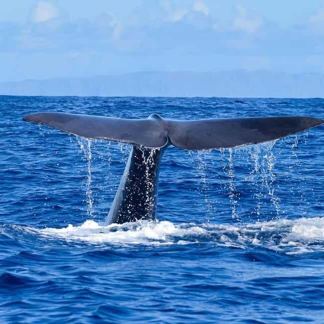 Madeira: Responsible Whales and/or Dolphins Watching Tour - Key Points