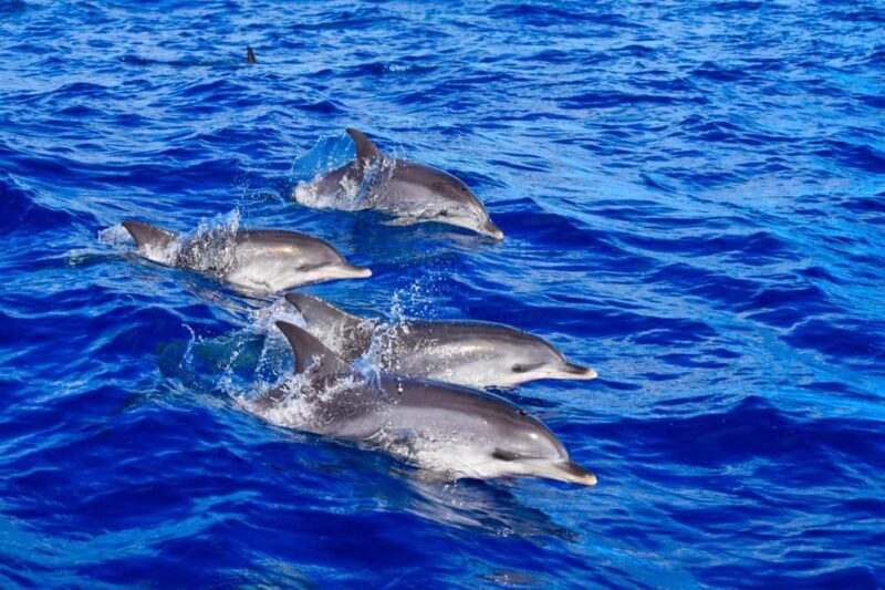Madeira: Responsible Whales and/or Dolphins Watching Tour - The Value of the Tour