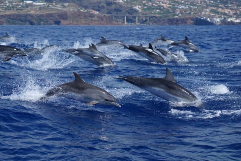 Madeira: Responsible Whales and/or Dolphins Watching Tour - Who Is This Tour Best For?