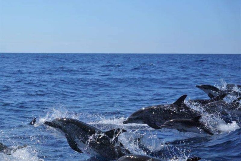 Madeira: Responsible Whales and/or Dolphins Watching Tour - FAQs