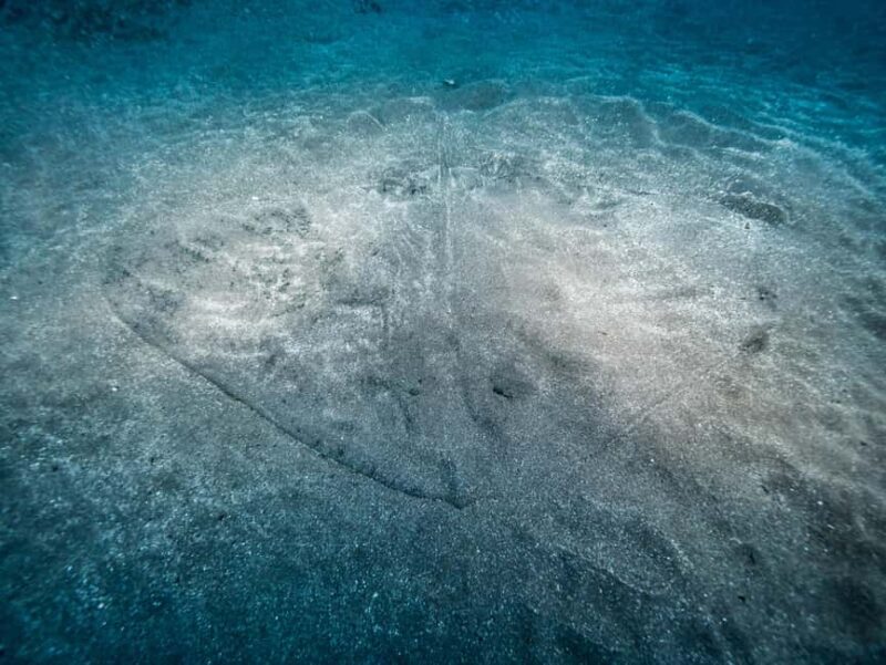 Madeira: Stingray Diving Experience in Caniçal - Key Points