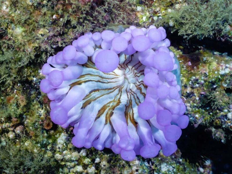 Madeira: Stingray Diving Experience in Caniçal - What Makes the Madeira Stingray Experience Stand Out?