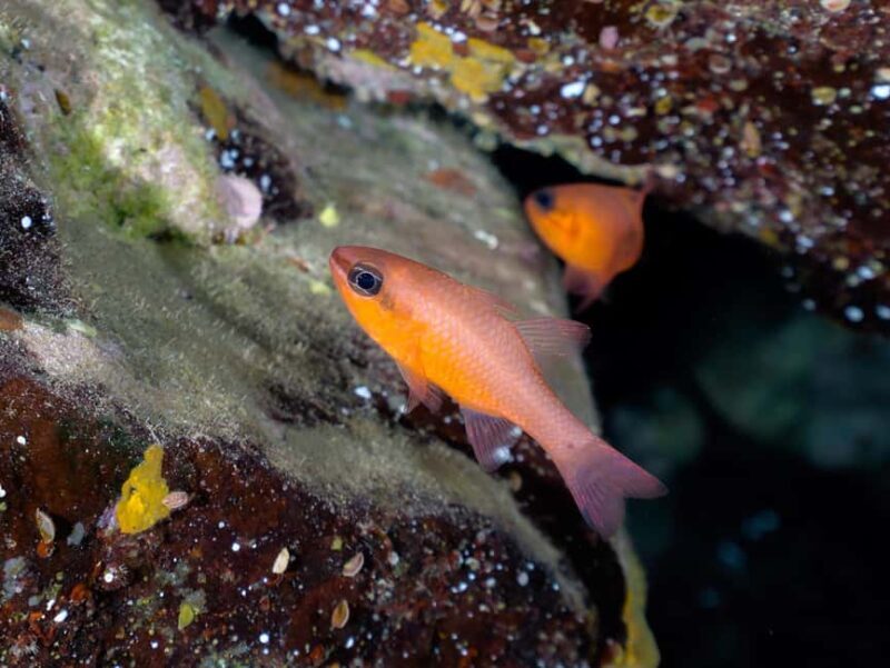 Madeira: Stingray Diving Experience in Caniçal - The Experience Provider: Scorpio Madeira