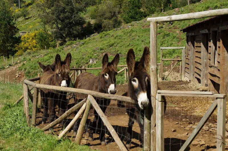 Madeira : Sunrise at Pico do Arieiro + 2 Hikes - PR1 and PR3 - Key Points