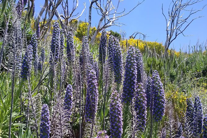 Madeira sunrise (Ponta de Sao Lourenco) Private tour - Final Thoughts