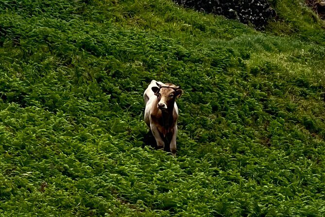 Madeira surprise tour - An In-Depth Look at the Madeira Surprise Tour