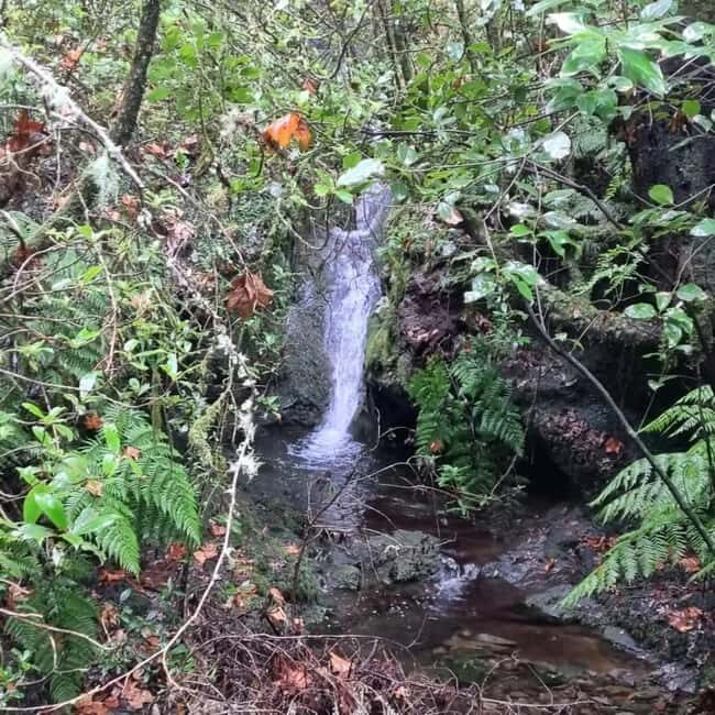 Madeira: Surreal East Experience - What Makes This Tour Stand Out