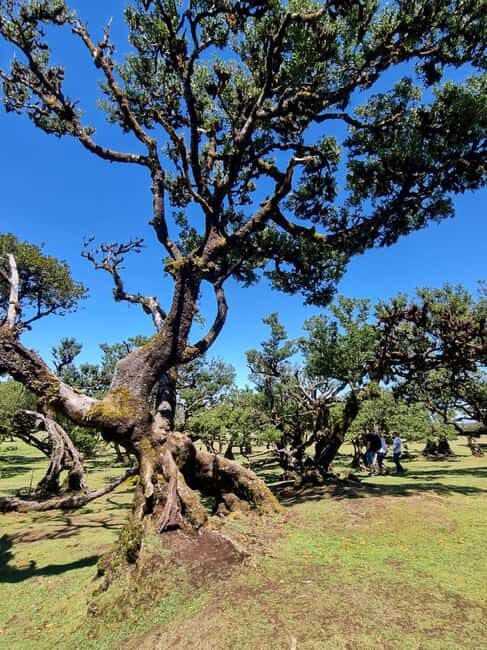 Madeira: Surreal West Experience - Key Points