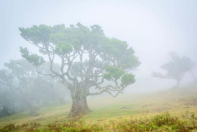 Madeira: West Island Day Trip - Exploring Madeira’s Northwest in Depth