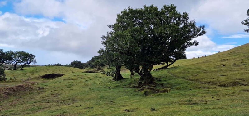 Madeira West Island Full-Day Tour with Fanal Forest - FAQ