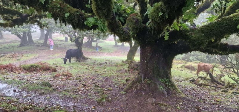 Madeira West Island Full-Day Tour with Fanal Forest - Final Thoughts