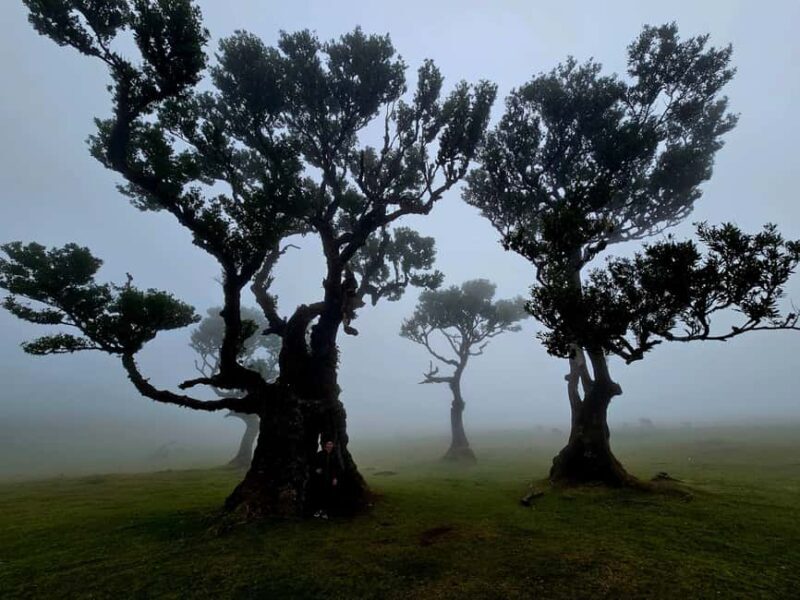 Madeira West Jeep Tour  Fanal, Seixal, Natural Pools & Small Groups - An In-Depth Look at the Madeira West Jeep Tour
