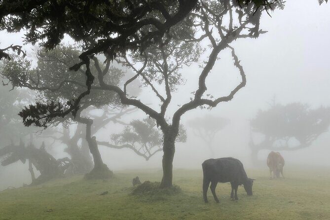 Madeira Westside Achadas da Cruz, Porto Moniz, Seixal and Fanal - The Itinerary in Detail