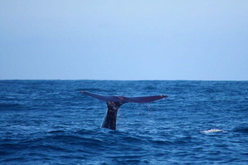 Madeira: Whale and Dolphin Watching Private Cruise - An In-Depth Look at the Madeira Whale and Dolphin Private Cruise