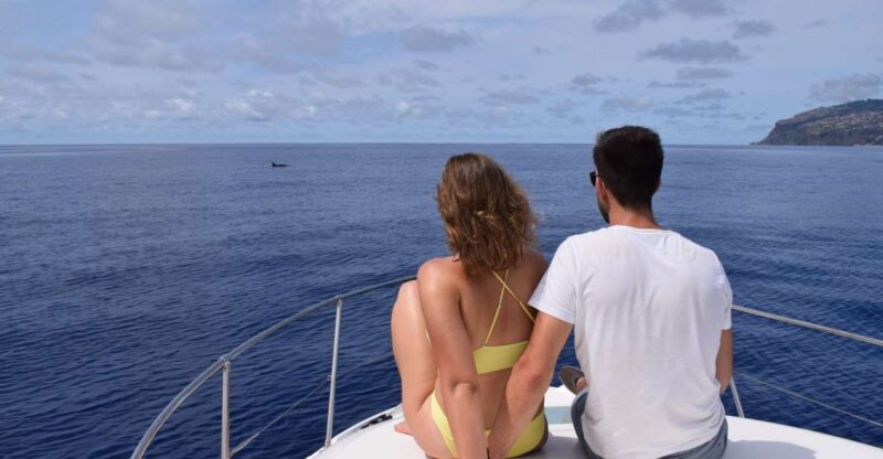 Madeira: Whale and Dolphin Watching Private Cruise - The Value Proposition