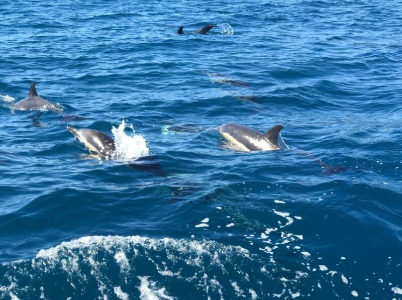 Madeira: Whale and Dolphin Watching Private Cruise - Final Thoughts: Is It Right for You?