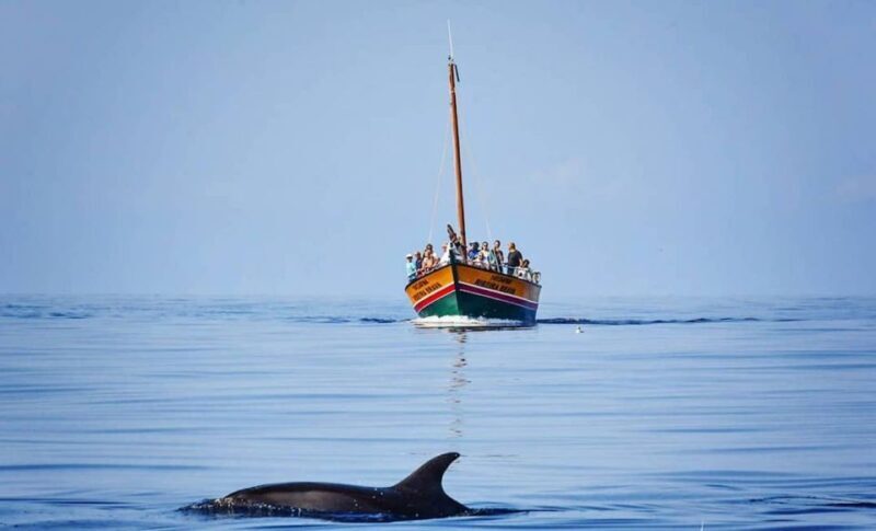 Madeira: Whale Watching Excursion in a Traditional Vessel - Pricing and Value