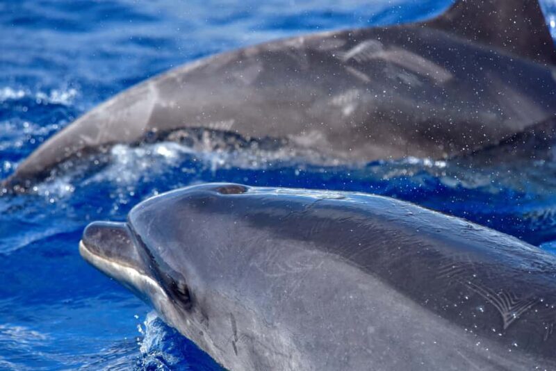 Madeira: Whale Watching Tour by Stenella - The Price and Value