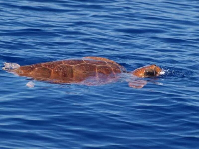 Madeira: Whale Watching Tour by Stenella - Who Is This Tour Best For?