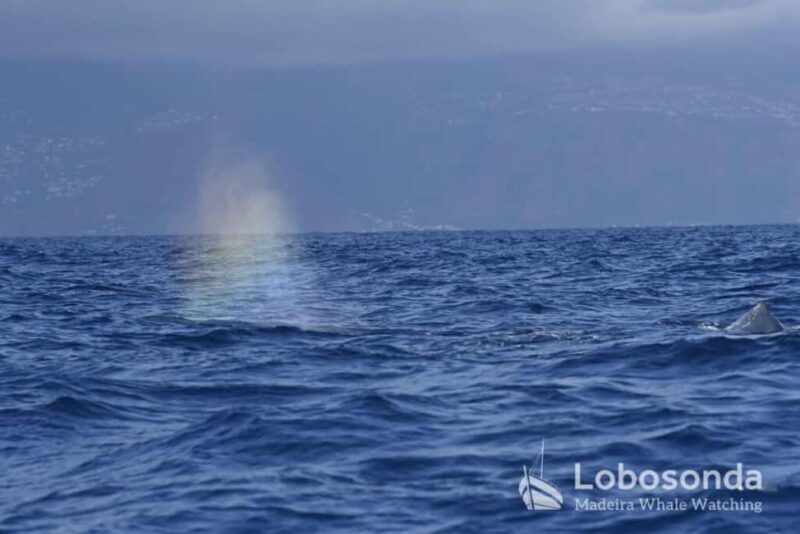 Madeira: Whale Watching Tour by Stenella - Final Thoughts