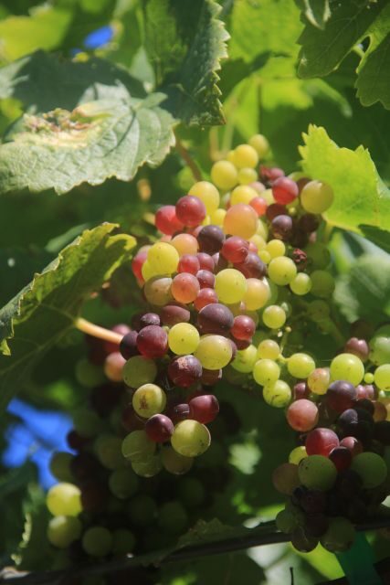 Madeira: Wine & Tapas, Cabo Girão Skywalk 4x4 Jeep Adventure - Practical Considerations